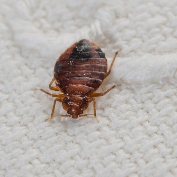 Bed Bugs, Pest Control in Woodford Green, Woodford, IG8. Call Now! 020 8166 9746