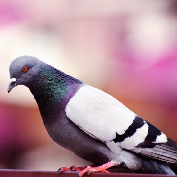 Birds, Pest Control in Woodford Green, Woodford, IG8. Call Now! 020 8166 9746