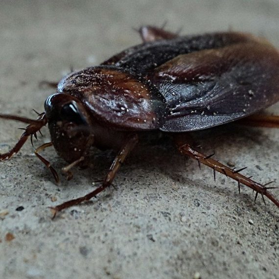 Cockroaches, Pest Control in Woodford Green, Woodford, IG8. Call Now! 020 8166 9746