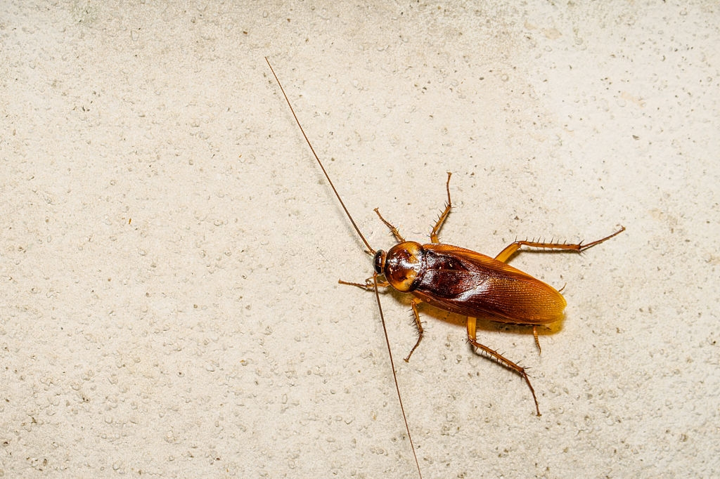 Cockroach Control, Pest Control in Woodford Green, Woodford, IG8. Call Now 020 8166 9746
