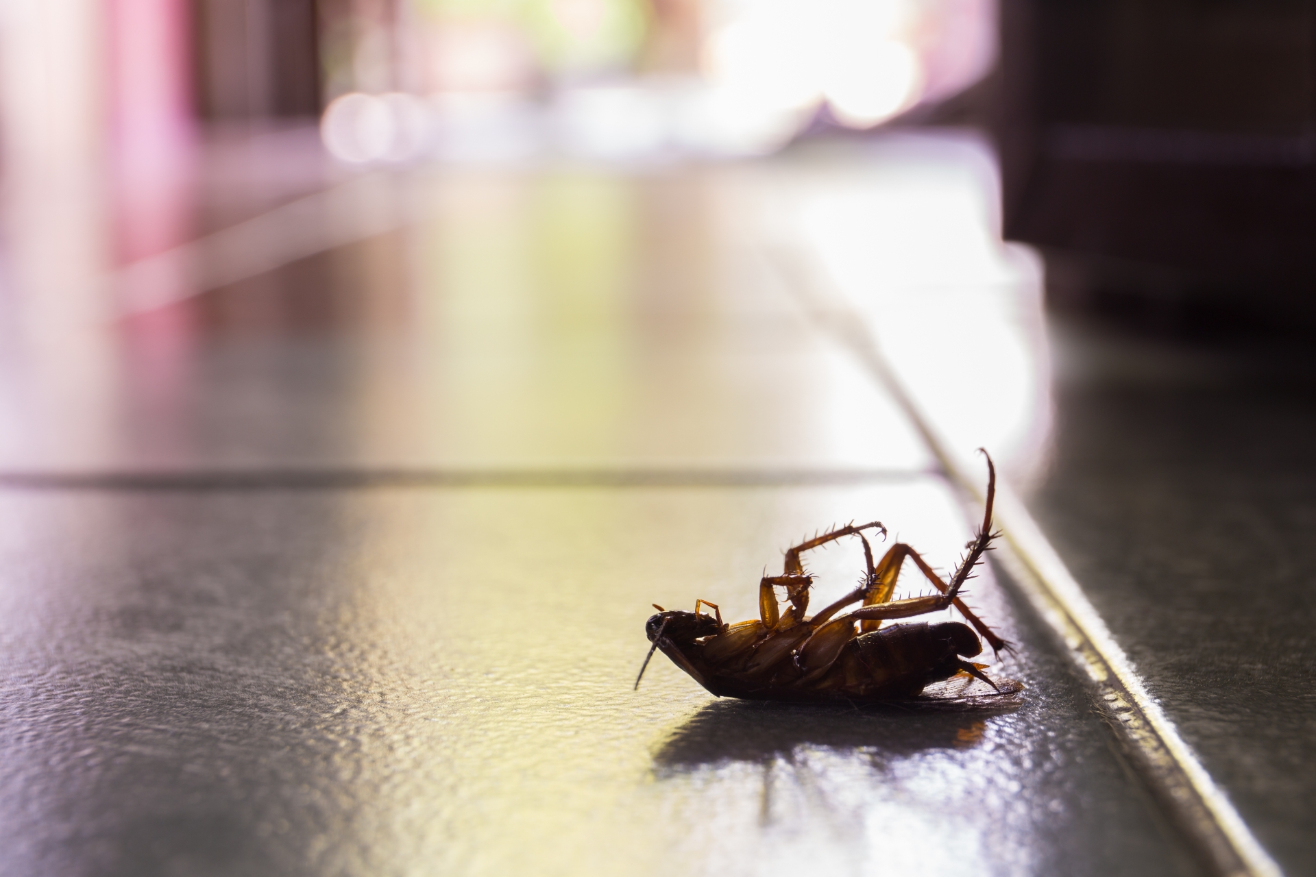 Cockroach Control, Pest Control in Woodford Green, Woodford, IG8. Call Now 020 8166 9746