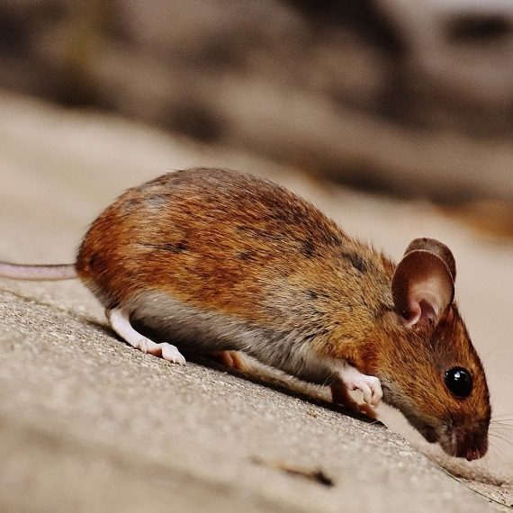 Mice, Pest Control in Woodford Green, Woodford, IG8. Call Now! 020 8166 9746
