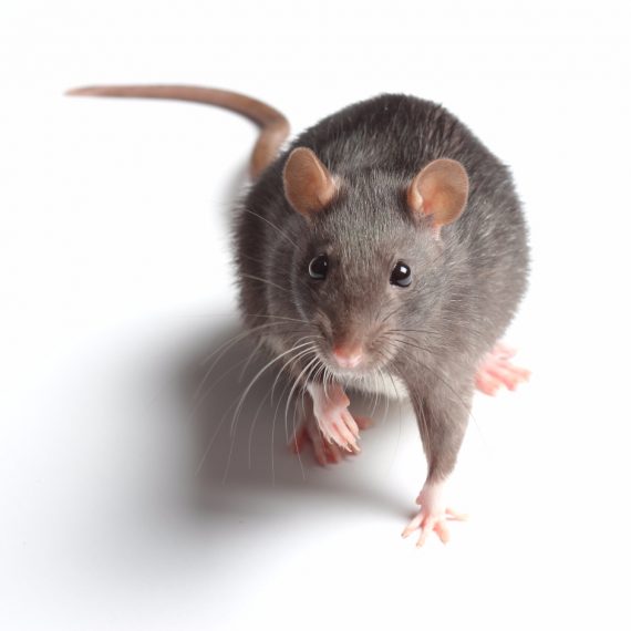 Rats, Pest Control in Woodford Green, Woodford, IG8. Call Now! 020 8166 9746
