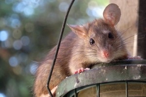 Rat extermination, Pest Control in Woodford Green, Woodford, IG8. Call Now 020 8166 9746