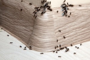 Ant Control, Pest Control in Woodford Green, Woodford, IG8. Call Now 020 8166 9746