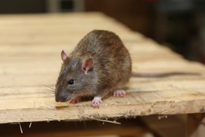 Rodent Control, Pest Control in Woodford Green, Woodford, IG8. Call Now 020 8166 9746
