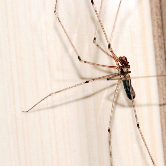 Spiders, Pest Control in Woodford Green, Woodford, IG8. Call Now! 020 8166 9746