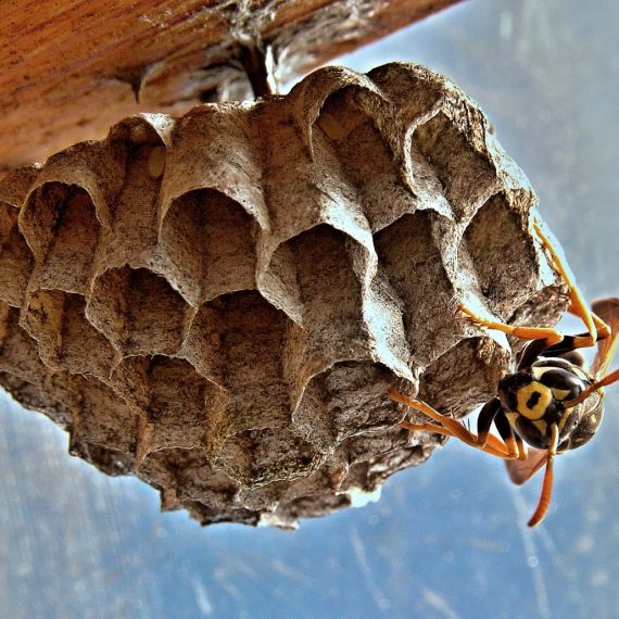 Wasps Nest, Pest Control in Woodford Green, Woodford, IG8. Call Now! 020 8166 9746