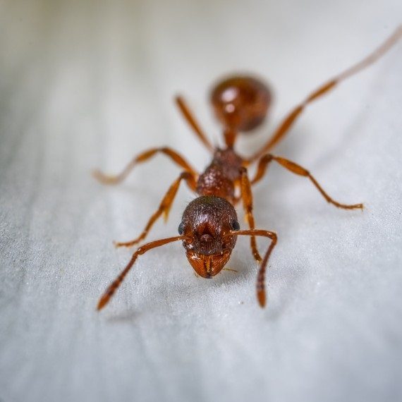 Field Ants, Pest Control in Woodford Green, Woodford, IG8. Call Now! 020 8166 9746
