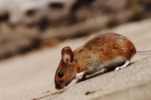 Mice Exterminator, Pest Control in Woodford Green, Woodford, IG8. Call Now 020 8166 9746