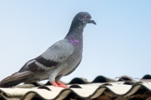 Pigeon Pest, Pest Control in Woodford Green, Woodford, IG8. Call Now 020 8166 9746